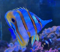 Copperband, £50. Long nose butterfly in beautiful healthy condition