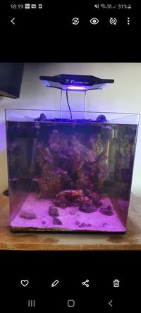 Marine tank & set up