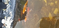 15 inch koi and 12 inch goldfish