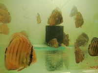 Wild discus off spring f1 & f2 Around 3. Inch in size £100.00 each