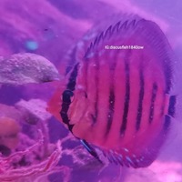 Wild discus off spring f1 & f2 Around 3. Inch in size £100.00 each