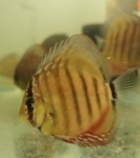 Wild discus off spring f1 & f2 Around 3. Inch in size £100.00 each