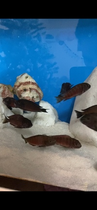 (28 left) Breeding group tropheus sp. red kalindi - 33 Adult fish