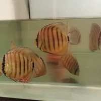 Wild discus off spring f1 & f2 Around 3. Inch in size £100.00 each