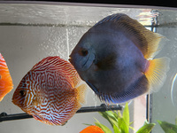 11 Very Large Stunning Stendker Discus can Deliver