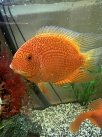 Severums for sale
