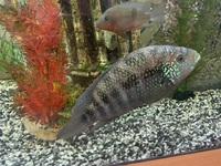 Jack Dempsey for sale