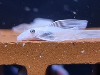 Ancistrus snow white longfin