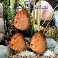 stendker discus for sale