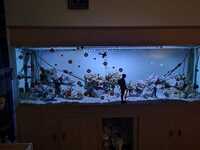 Six foot big fish tank and stand (flat packed)