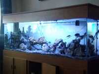 Six foot big fish tank and stand (flat packed)