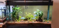Electric Blue Acaras - Adults Egg laying machine