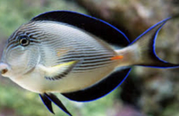 Sohal tang / collare butterfly fish Sold…