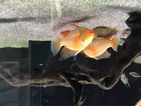 2 large Albino thread fin Acara