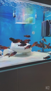(28 left) Breeding group tropheus sp. red kalindi - 33 Adult fish