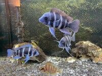 F1 Frontosa Burundi Group For Sale - SOLD