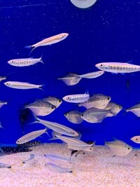 Maidenhead Aquatics @ Ashtead - Tropical List 17/05/22 - UPDATED