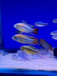 Maidenhead Aquatics @ Ashtead - Tropical List 17/05/22 - UPDATED