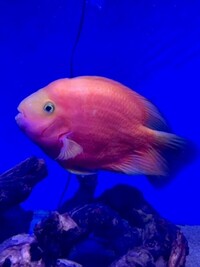 Maidenhead Aquatics @ Ashtead - Tropical List 17/05/22 - UPDATED