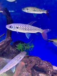 Maidenhead Aquatics @ Ashtead - Tropical List 17/05/22 - UPDATED