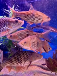 Maidenhead Aquatics @ Ashtead - Tropical List 17/05/22 - UPDATED