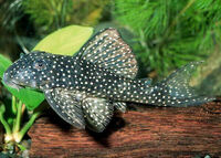 L404 PLECO ADORNED BY PEARLS FOR SALE