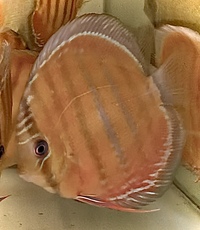 The U.K’s largest supplier of the best quality wild Discus and over 500 in stock