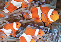 Clown fish sale… Pair ..