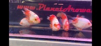 King Kong Kohaku, White Santa, Kohaku Mammon & Blood Red Parrot Fish