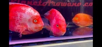 King Kong Kohaku, White Santa, Kohaku Mammon & Blood Red Parrot Fish