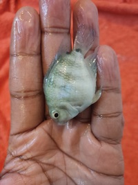 Polar Blue Convict Parrot Cichlids