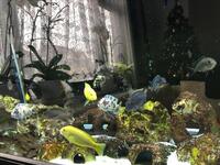 Malawi Cichlids