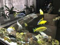 Malawi Cichlids