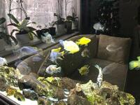 Malawi Cichlids