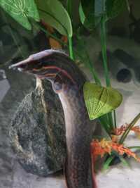 20 inch Fire eel