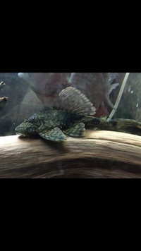 L037 honeycomb plec