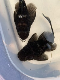 Breeding pair of l181 peppermint plecos for sale