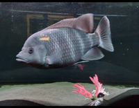 Zebra Tilapia free 12+ inches