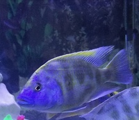 Nimbochromis venustus/Giraffe Cichlid