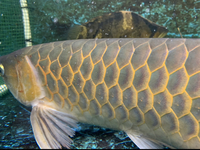 SOLD  AAA grade Super red Asian Arowana 17-19” rare, pred, ray, dat