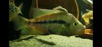 Super Rare Central American cichlids for sale fish house move around Tuba/Asfraci ect