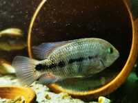 Super Rare Central American cichlids for sale fish house move around Tuba/Asfraci ect