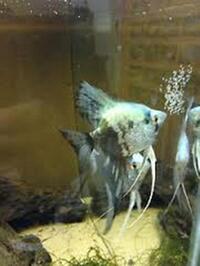 Various fish for Sale - Please see ad