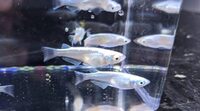 Various fish for Sale - Please see ad