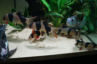 12x Clown Loaches - From 2 inches - 7 inches