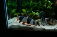 12x Clown Loaches - From 2 inches - 7 inches