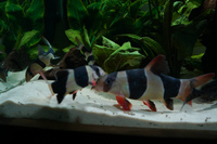 12x Clown Loaches - From 2 inches - 7 inches