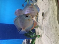 6 x.large discus