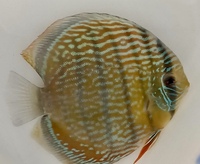 The U.K’s largest supplier of the best quality wild Discus and over 500 in stock