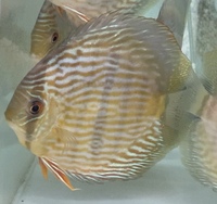 The U.K’s largest supplier of the best quality wild Discus and over 500 in stock